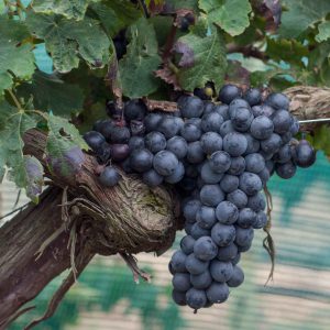 Fresh Produce | Diar il-Bniet
