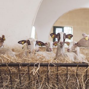 Sheep Farm Tour