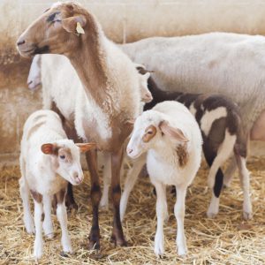 Sheep Farm Tour, Cheese Tasting and a Lunch/Dinner
