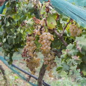 Vineyard Tour and Lunch/Dinner