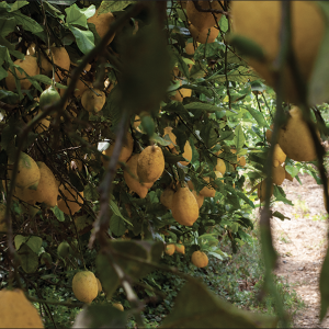Lemon Grove Tour