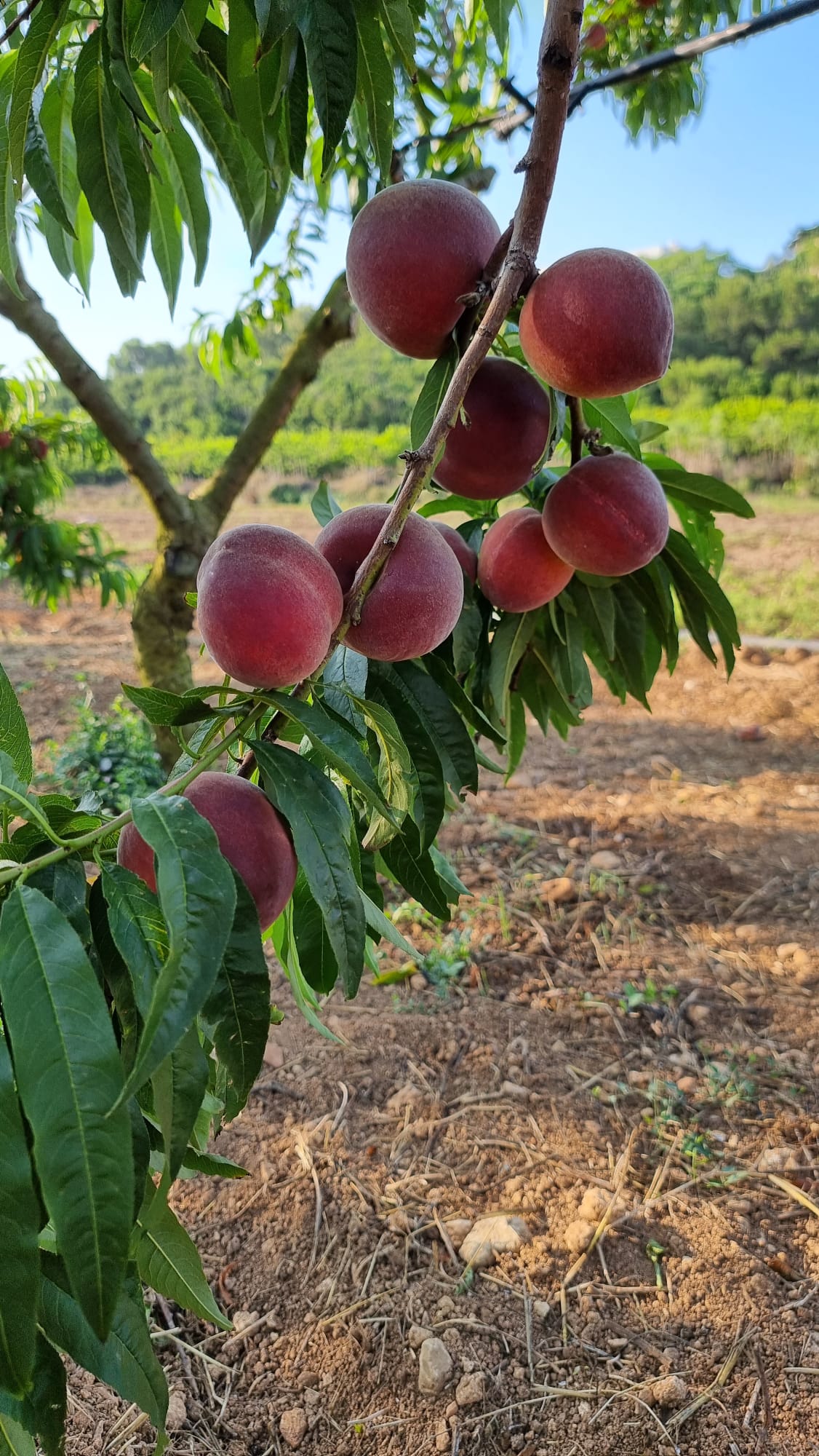 WhatsApp Image 2025-06-15 at 08.20.49 (2)